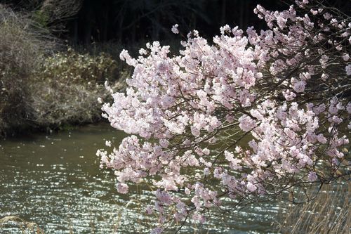 安城桜まつり