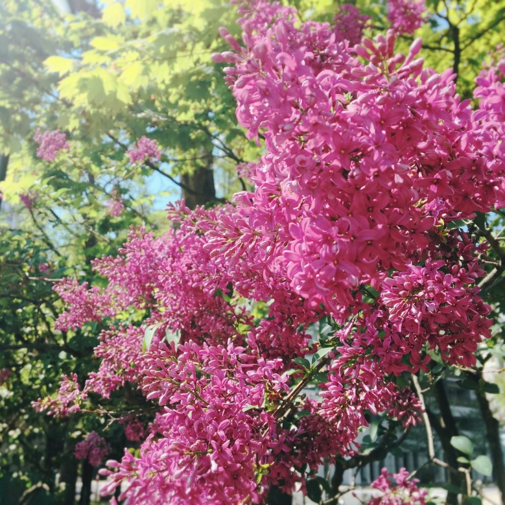 札幌ライラック祭りの食べ物のおすすめと屋台の地元民情報 ザ ワールド