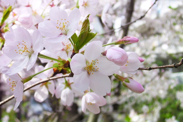 桜の花びらの枚数で6枚って珍しい 一本の木ではどれくらい ザ ワールド