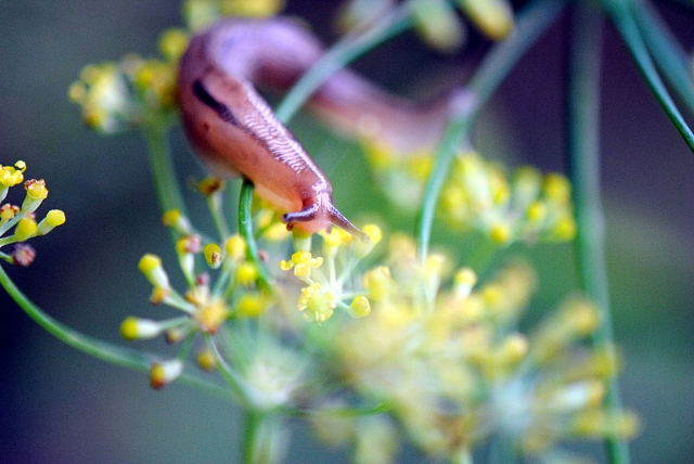 ナメクジが家に入る侵入経路別の対処法 発生原因は何 ザ ワールド