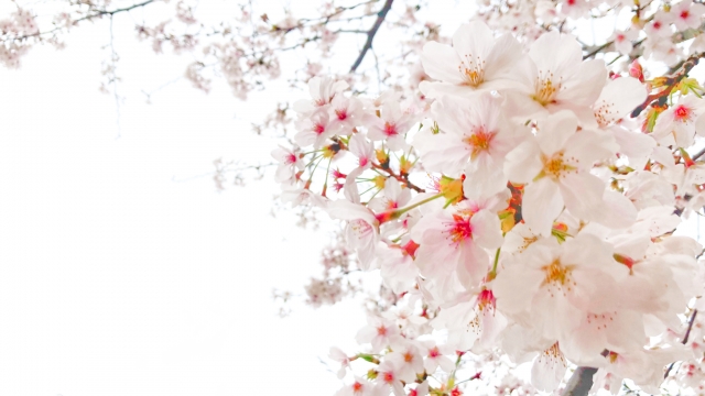 桜の木を庭に植えてはいけない理由 風水的に良くないし縁起も悪い ザ ワールド