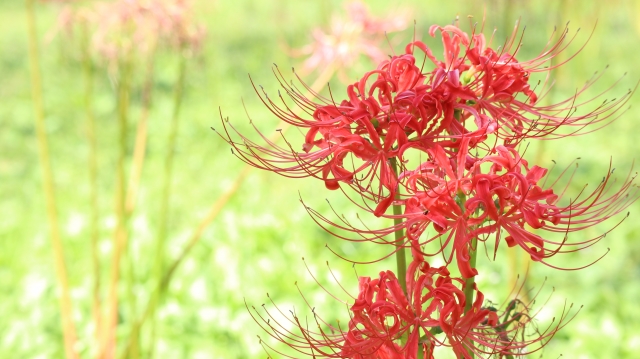 彼岸花は庭に植えてはいけないし風水的に縁起が悪い 花言葉は怖い ザ ワールド