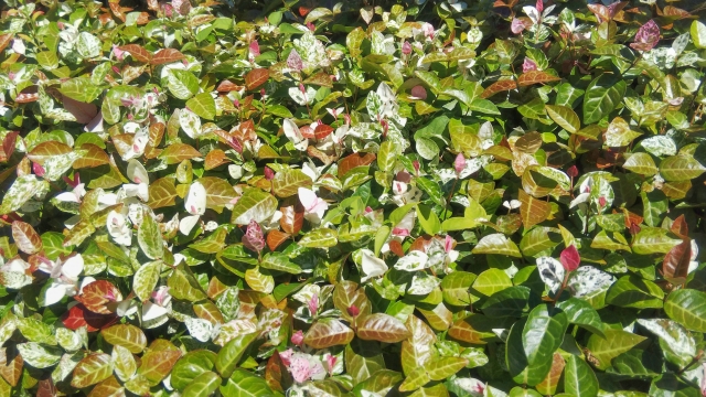 \u30cf\u30c4\u30e6\u30ad\u30ab\u30ba\u30e9\u3092\u690d\u3048\u3066\u306f\u3044\u3051\u306a\u3044\u7406\u75315\u9078!\u98a8\u6c34\u3084\u82b1\u8a00\u8449\u306f? | \u30b6\u30fb\u30ef\u30fc\u30eb\u30c9