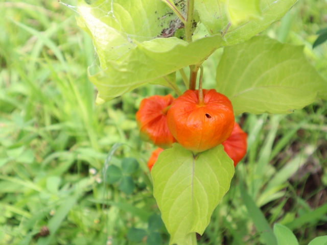 ほおずきを庭に植えてはいけないのは縁起が悪いから 花言葉は怖い ザ ワールド