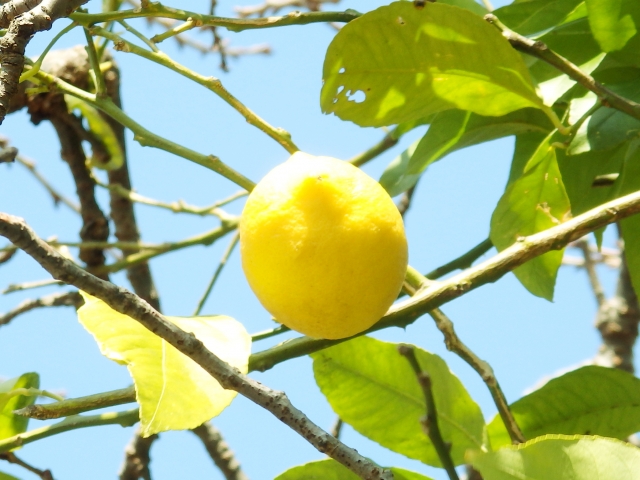 レモン の 木 庭 に 植え て は いけない