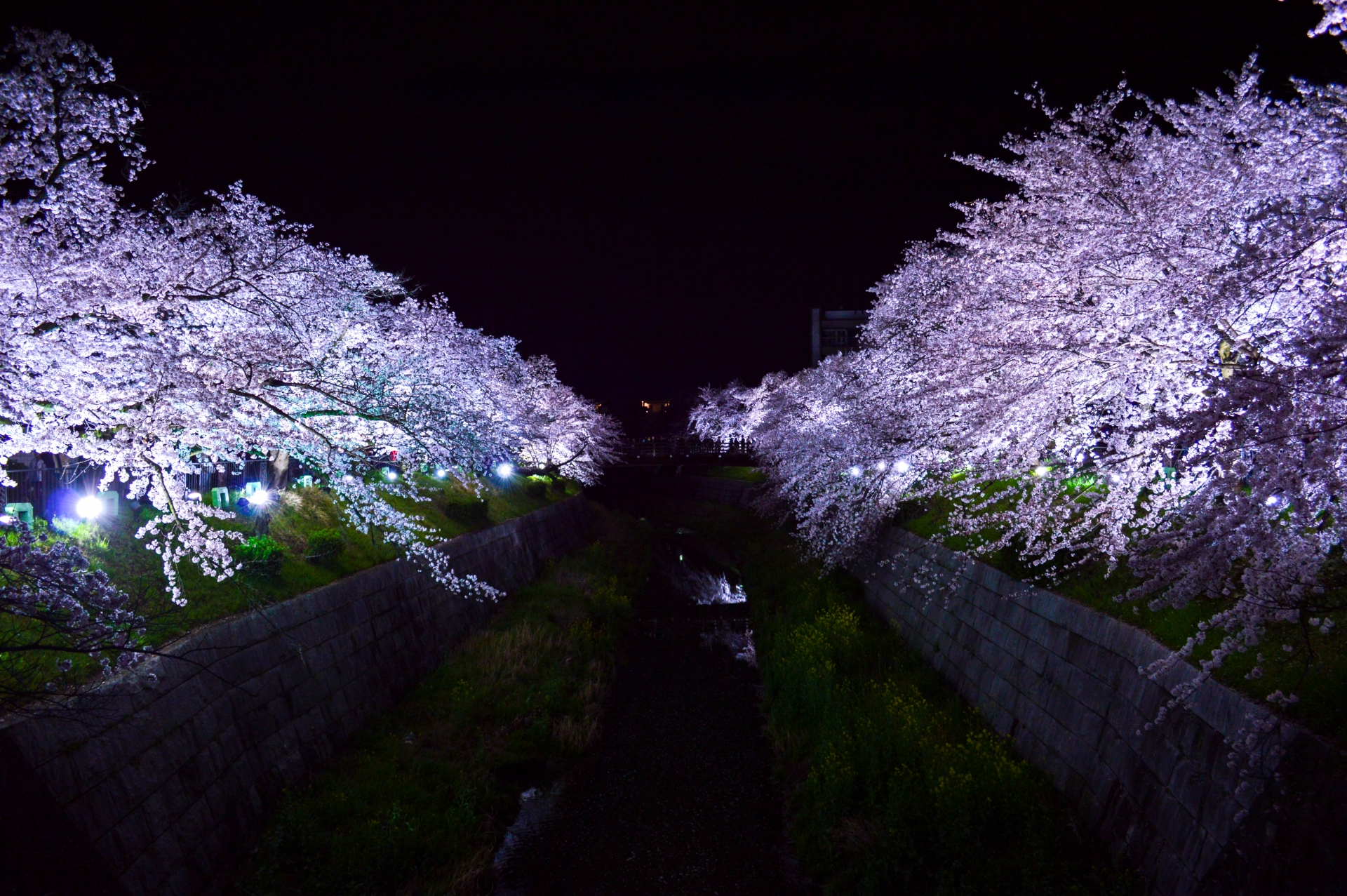 山崎川の桜 ライトアップ