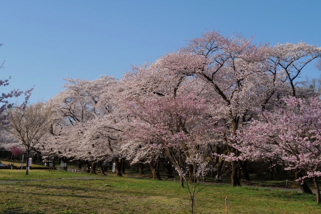 赤城山南面千本桜